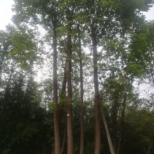 绵阳 各种规格半冠香樟处理