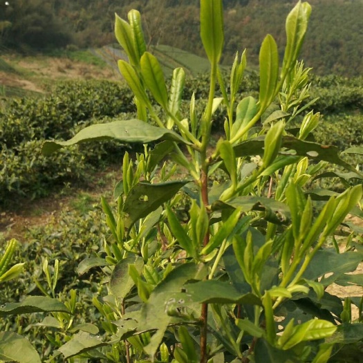 福鼎市 正宗福鼎老白茶，产地货源，郑重承诺低廉的价格，上剩的品质。