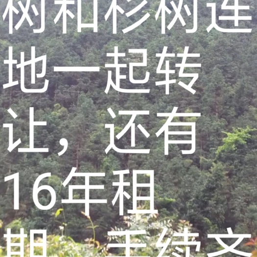 昭平县 桉树山