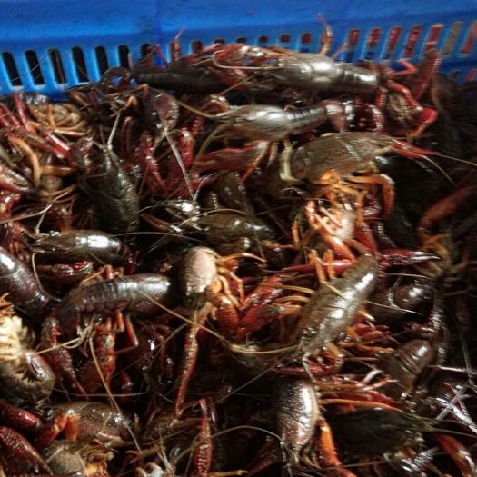 洪湖市安徽小龙虾 洪湖深水虾