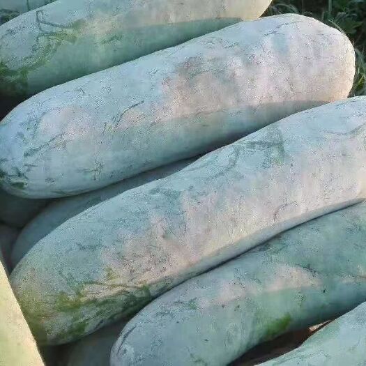 嘉鱼县白皮冬瓜大量上市，质量一流
