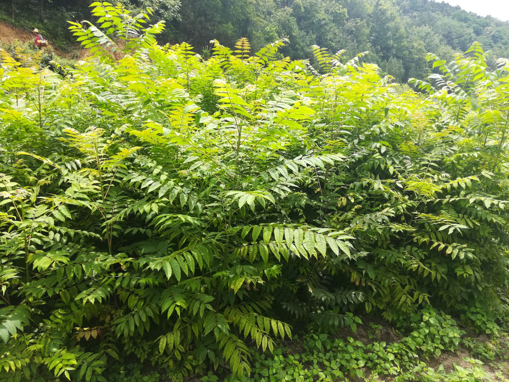 香椿苗，红油香椿苗，红香椿苗