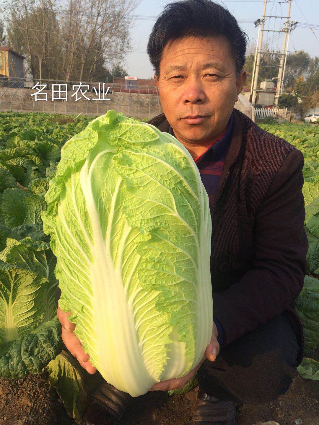抗病性强，大白菜种子