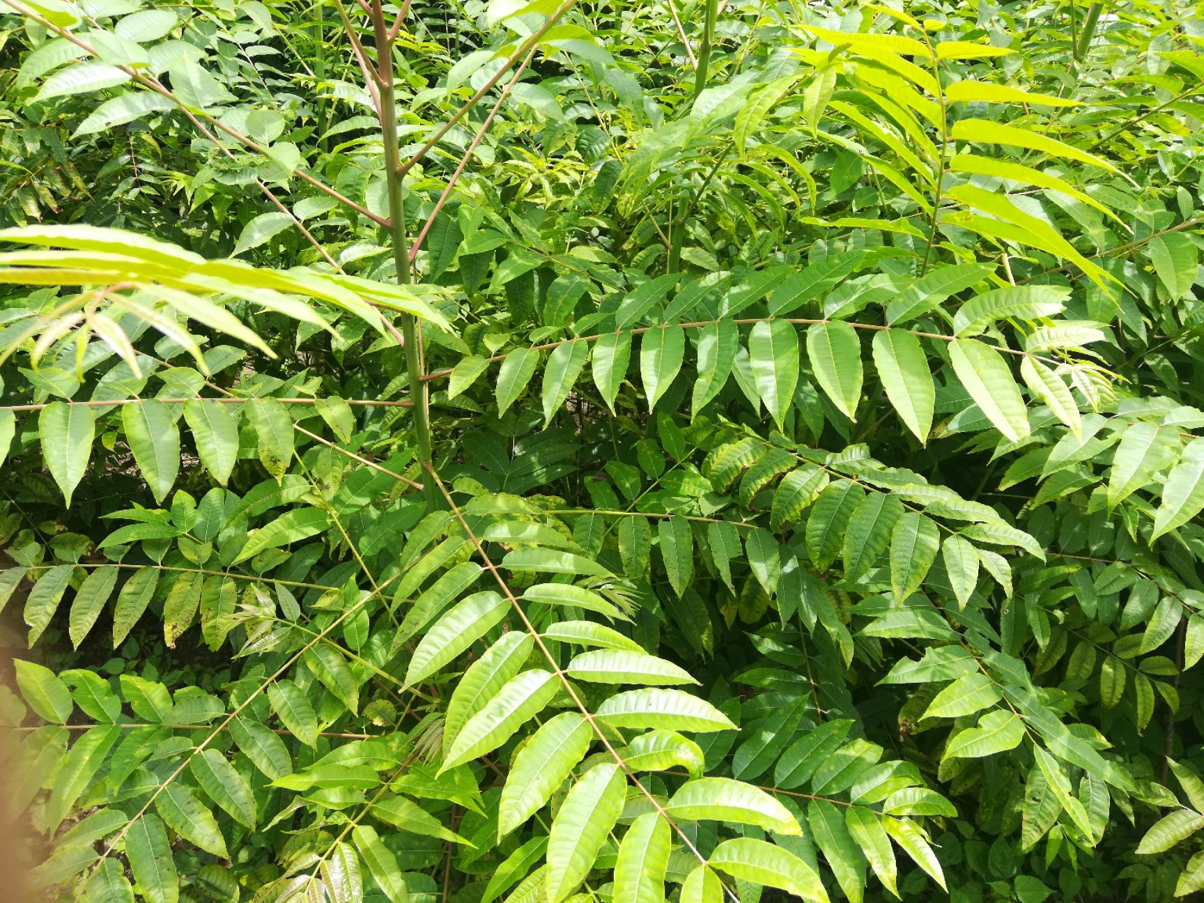 香椿苗，红油香椿苗，红香椿苗