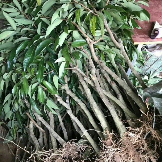 灵山县无核荔枝苗 无核荔枝