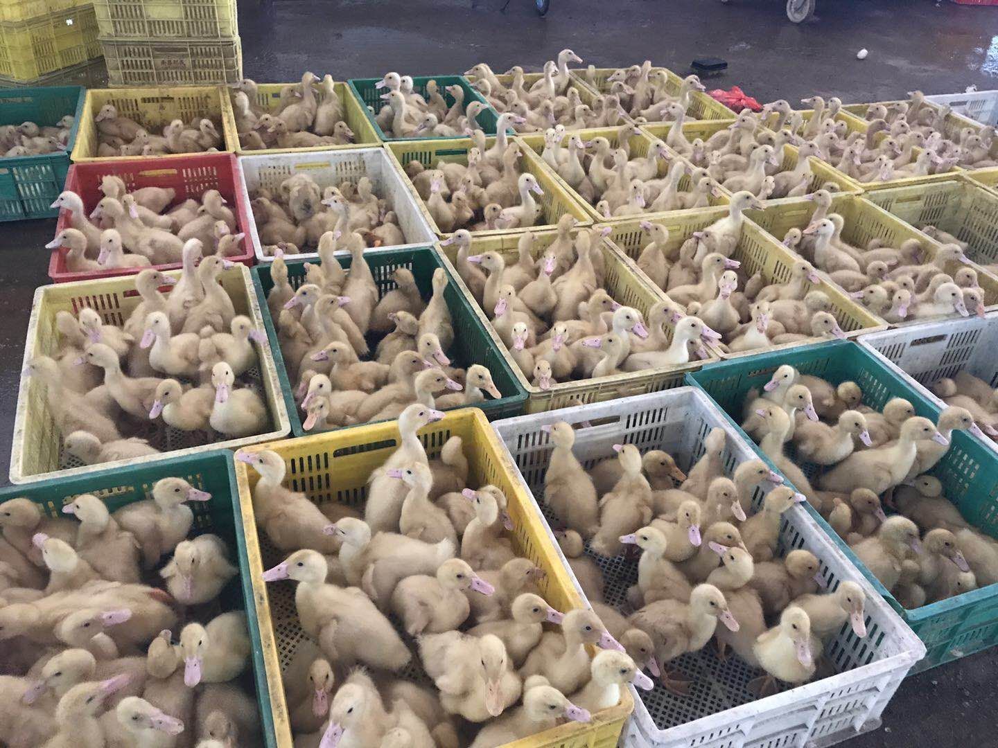  桂柳鸭苗，诚信经营，假一赔十，疫苗包打，路上运死包赔。