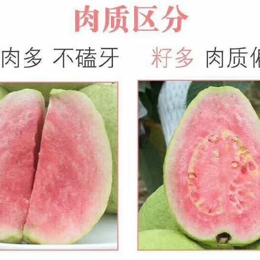 信宜市红心芭乐 支持一件代发