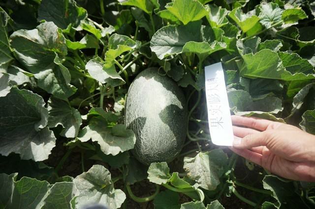 伽师瓜甜瓜哈密瓜，新疆哈密瓜