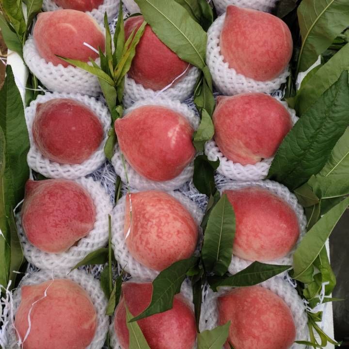 突围桃 红梅突围大量上市有需要的朋友联系我