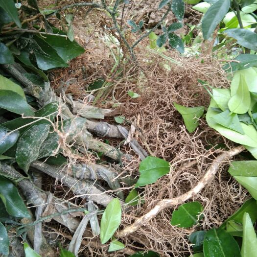 富川县 091无核沃柑苗