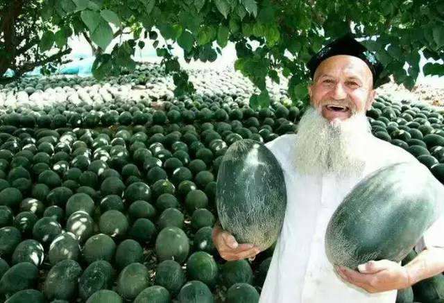 伽师瓜甜瓜哈密瓜，新疆哈密瓜