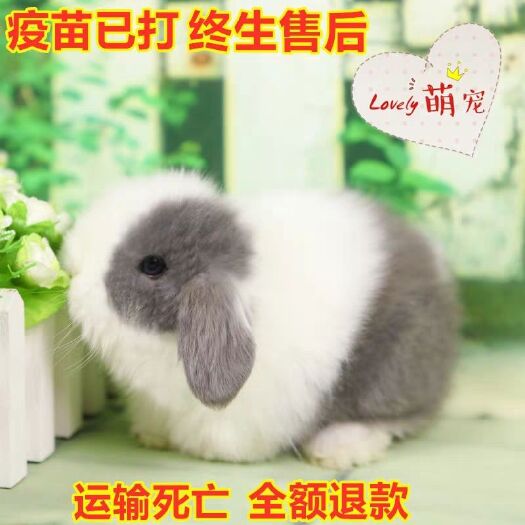 汝阳县 宠物兔，垂耳兔，折耳兔，道奇兔，迷你兔，批发零售