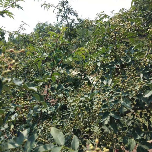 沂水县 鲜花椒