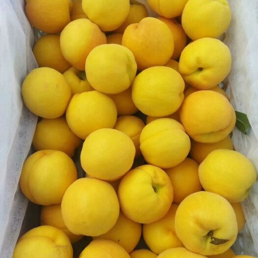 沂源县 黄金蜜桃 甜 脆