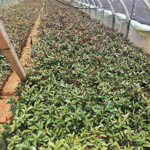 宜良县红背桂盆栽 热带植物