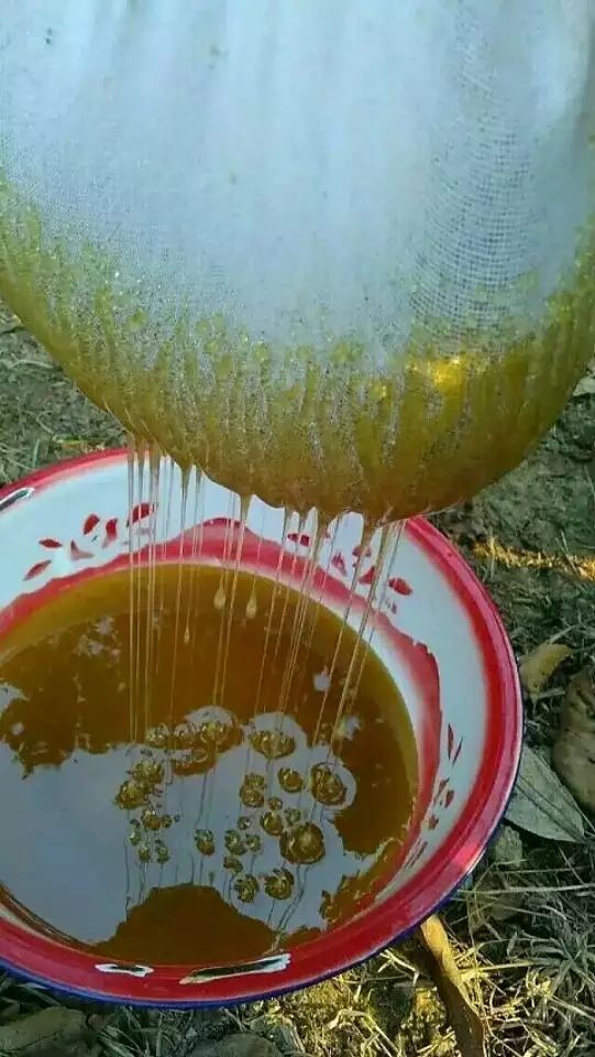 土蜂蜜 塑料瓶装 2年以上 