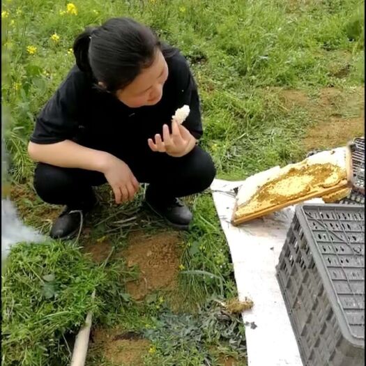 安顺土蜂蜜 塑料瓶装 2年 