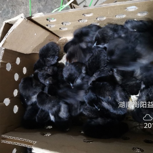 衡阳黑土鸡苗包邮包打疫苗包路损