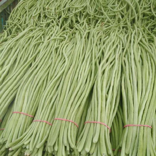 博爱县架豆角 70cm以上