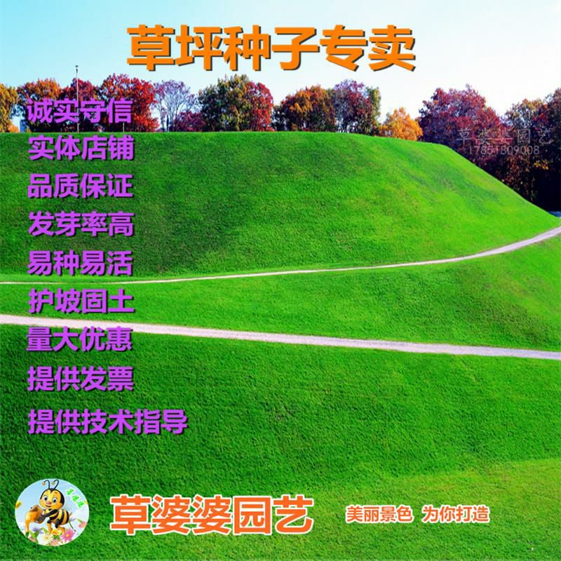 沭阳县 护坡草种子四季青草坪种子新种了包邮