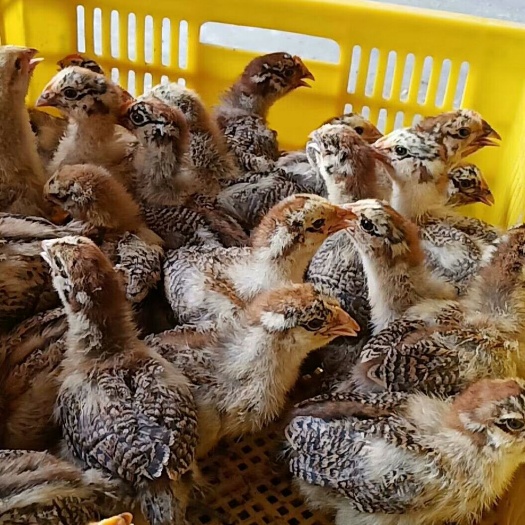 南宁铁脚麻鸡苗 铁脚麻鸡