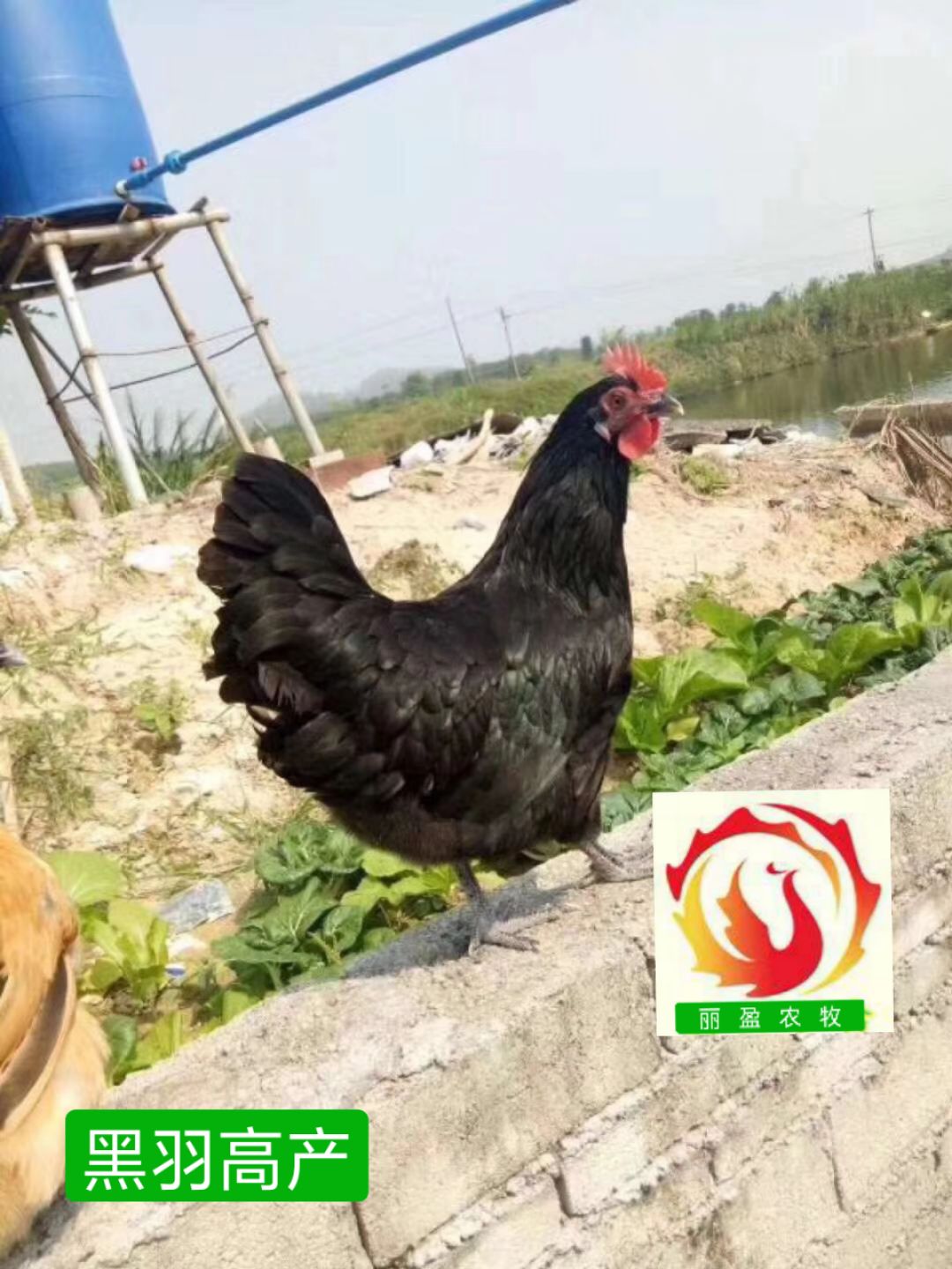  黑羽红冠鸡苗，黑羽母苗，