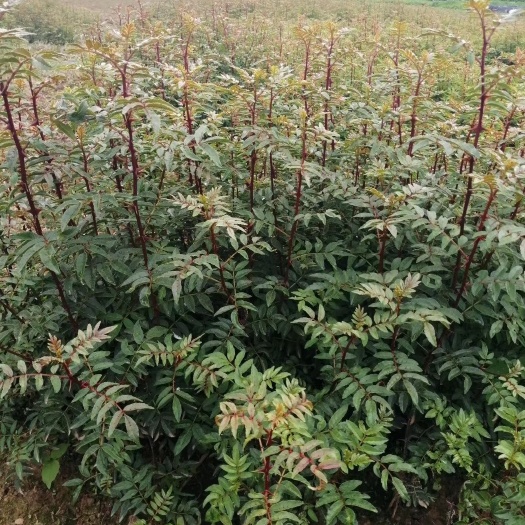 甘洛县红花椒苗 需要红椒苗子的联系我。