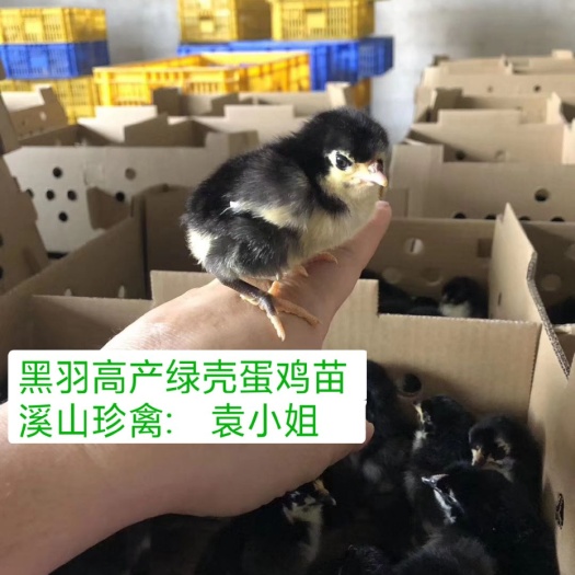 广州 黑羽红冠鸡苗，黑羽母苗，