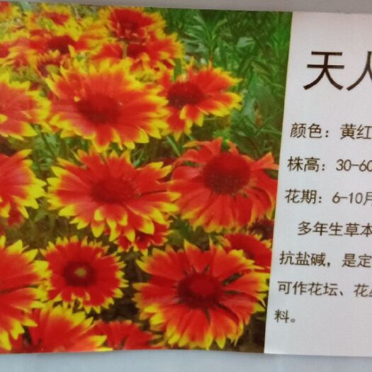 常州 天人菊种子  观赏花种子