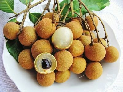 灵山县石峡龙眼苗 石硖龙眼肉厚爽脆,浓甜带蜜,