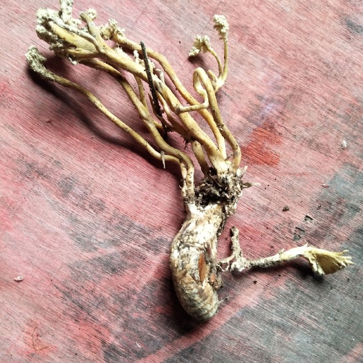 余姚市 有需要金蝉花的请联系我