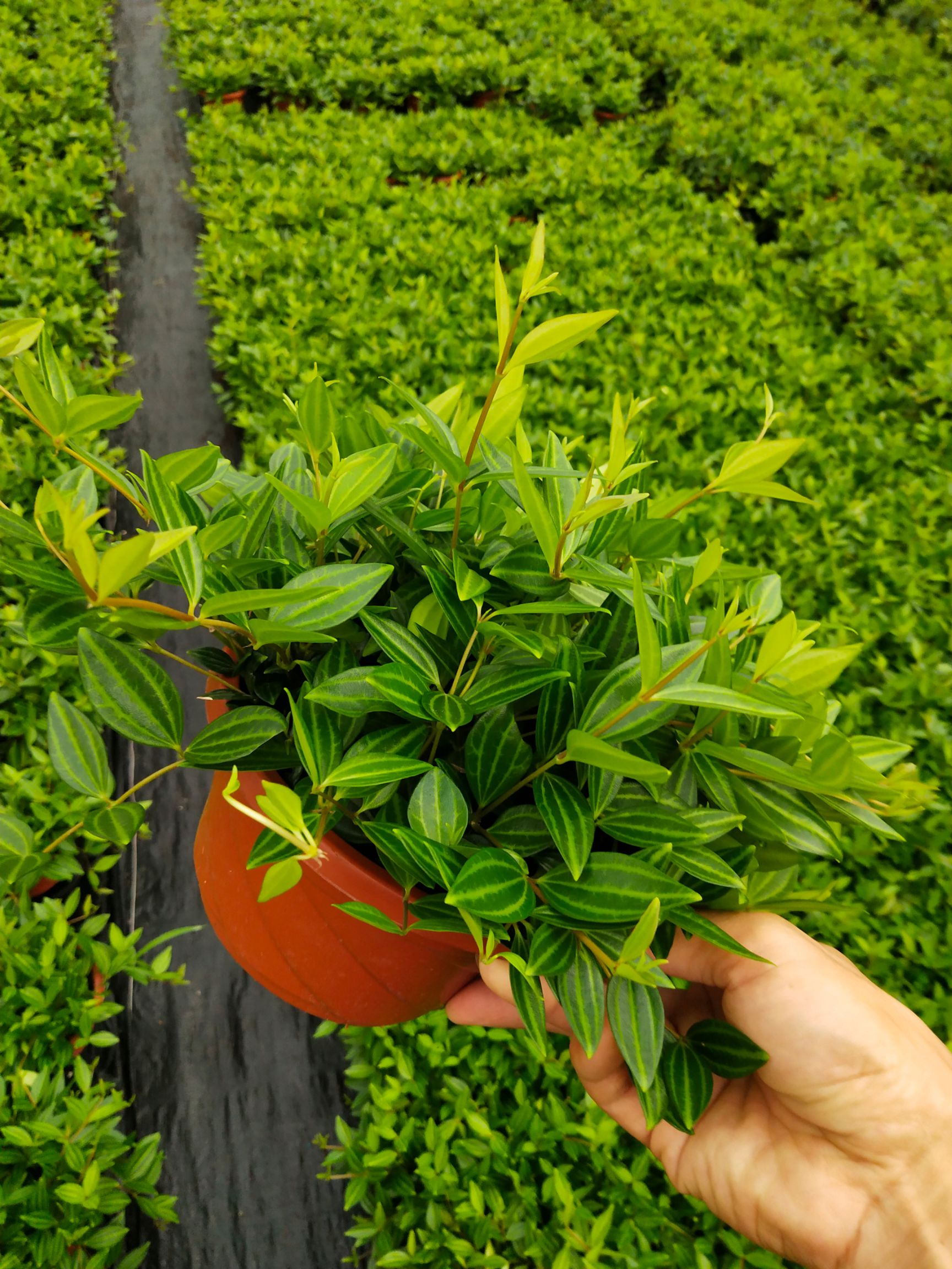 钻石翡翠小吊兰 钻石翡翠