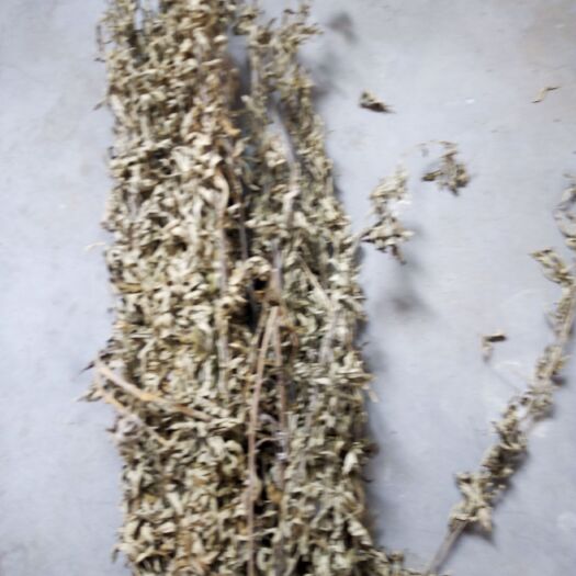莒县艾草苗 艾草