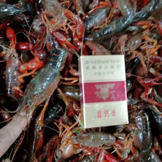 潜江市 湖北小龙虾