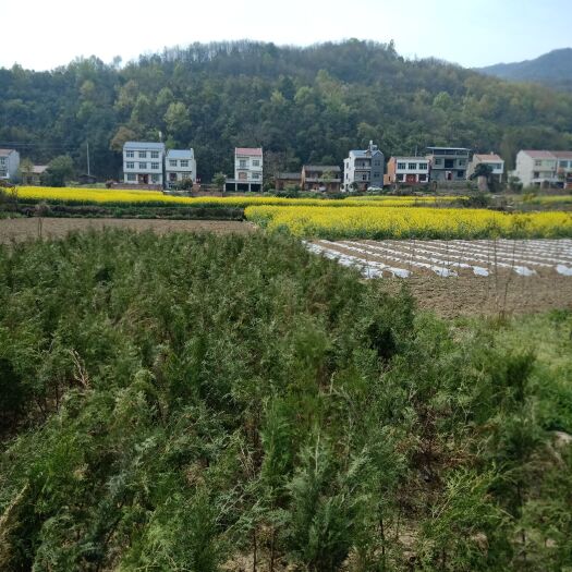安康大红袍花椒苗 出售花椒树苗