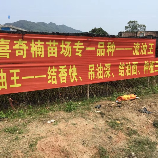 茂名奇楠沉香树 好的奇楠，用实力说话