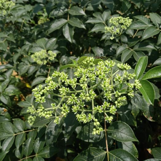 贺州 吴茱萸中花