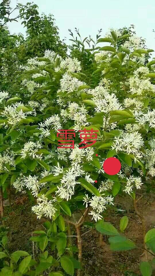  出售娇红一号玉兰、红宝石玉兰、3至9公分娇红1号玉兰