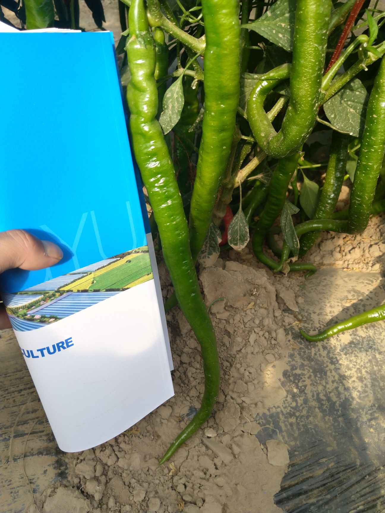 薄皮线椒种子   8号线椒种子条形顺直适合南北方大棚露地