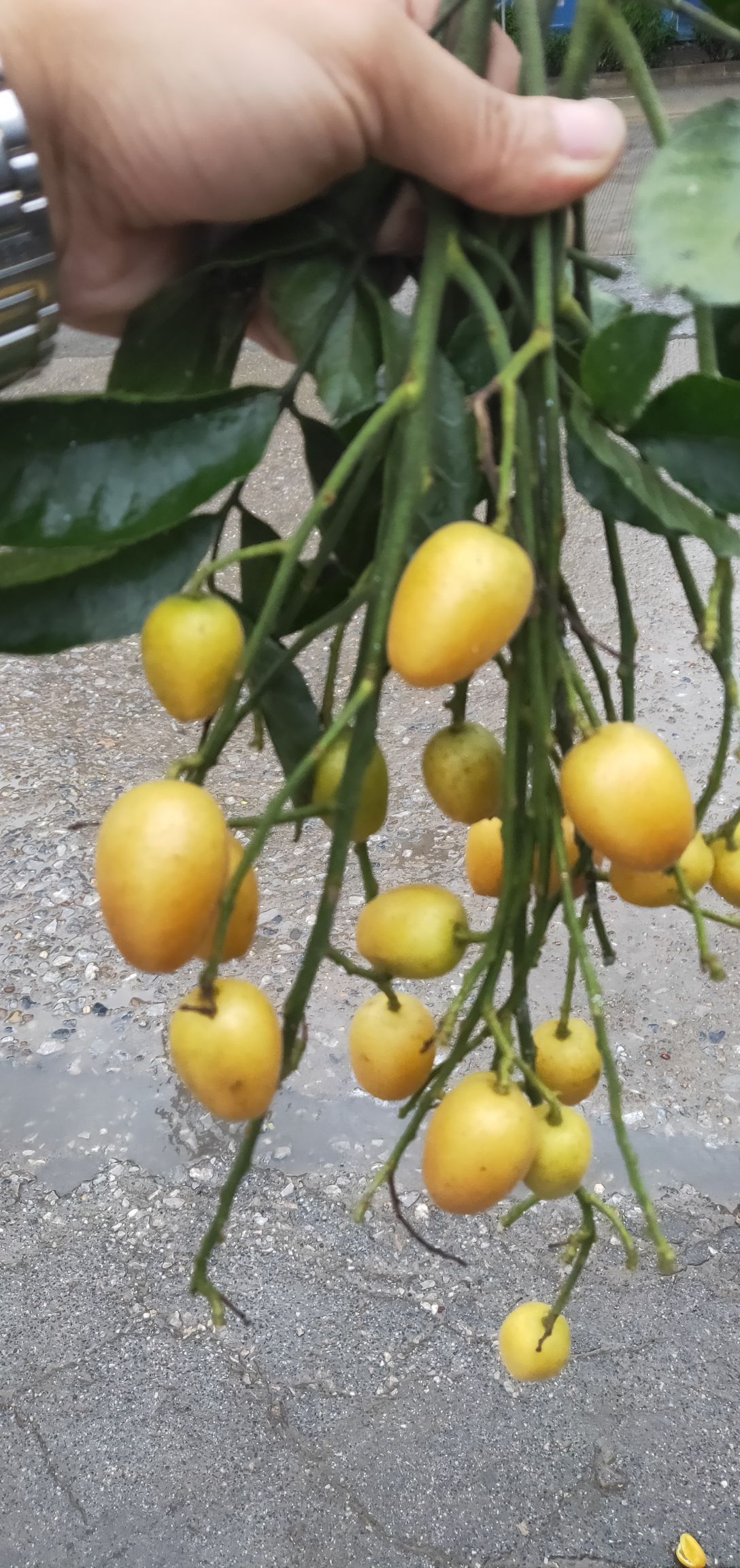 鸡心黄皮 扁圆型