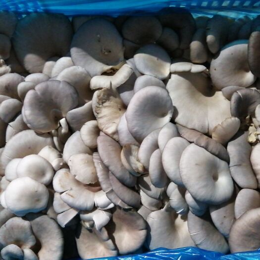 隰县鲜平菇 量大从优
