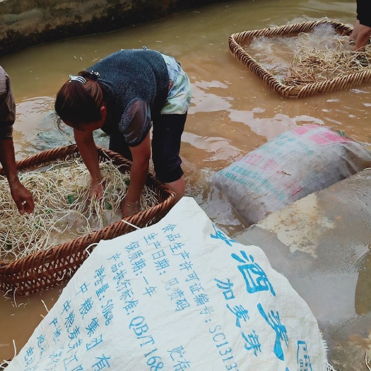 安顺 出售折耳根(鱼腥草)，质量好，
