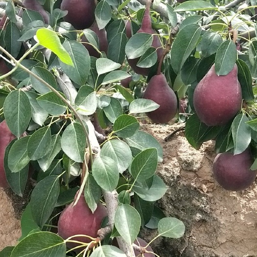 大荔县红梨以上市