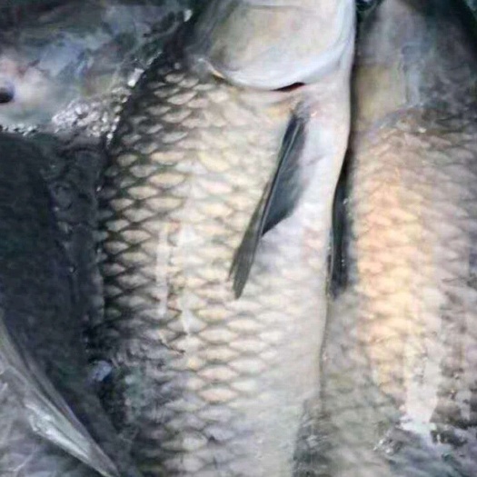 楚雄市 水库青鱼