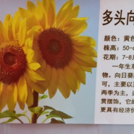常州 观赏《多头向日葵种子》现货供应