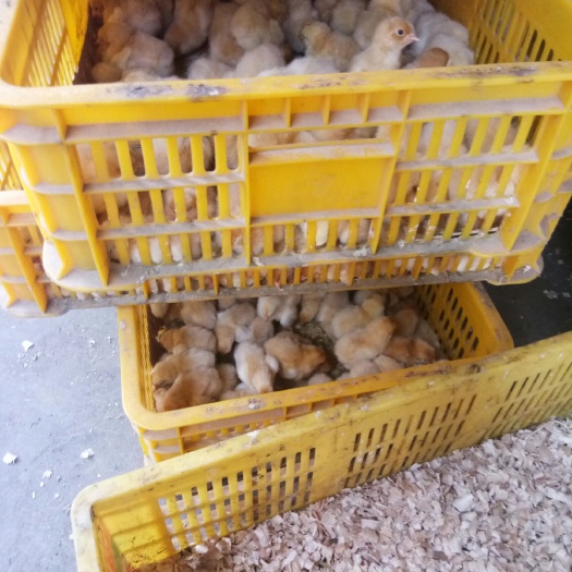南宁三黄鸡苗 三黄鸡