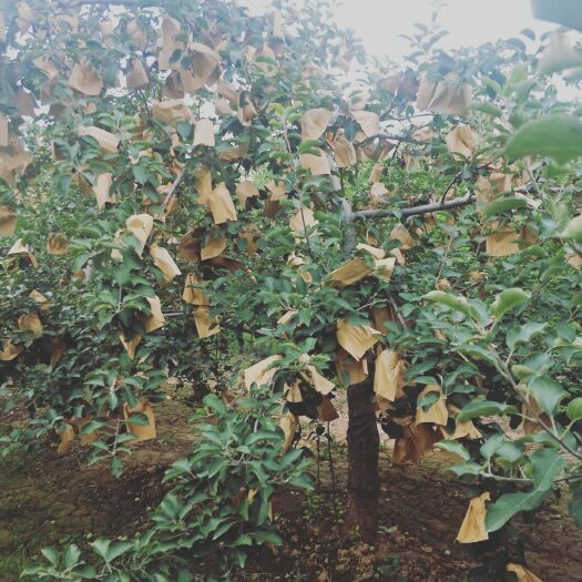 夏县苹果套袋 山西水果自种
