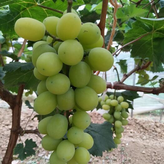 宁阳县 葡萄 天然 绿色葡萄 糖分多 无药培养 大成本