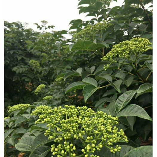 樟树市吴茱萸苗  江西樟树自已基地繁殖的中花吴茱萸，成活率高，产量高