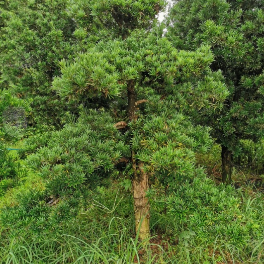 鹰潭 小叶罗汉松，4公分到20公分批量供应